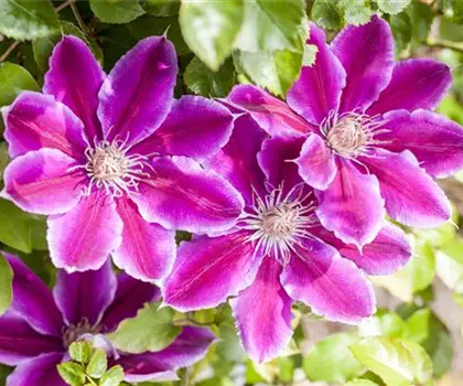 Clematis 'Dr. Ruppel' 