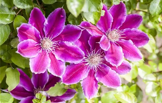 Clematis 'Dr. Ruppel' 