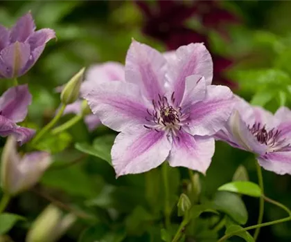 Clematis 'Nelly Moser'  Clematis 'Nelly Moser'