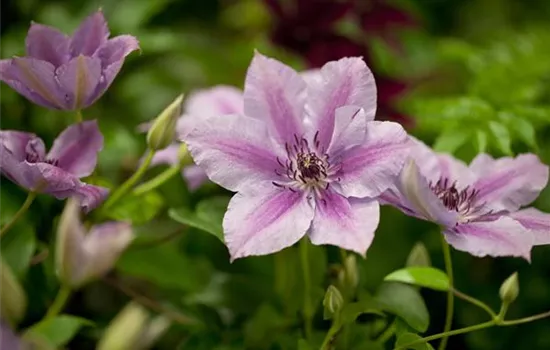 Clematis 'Nelly Moser'  Clematis 'Nelly Moser'