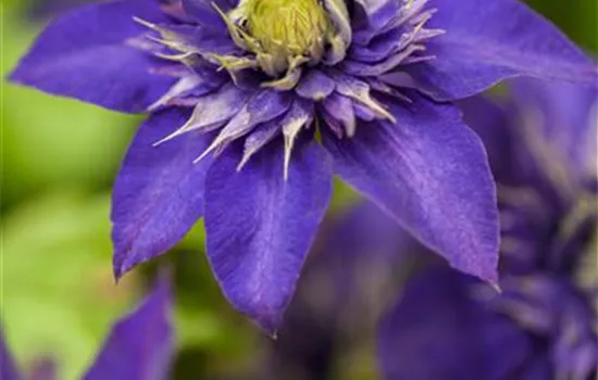 Clematis 'The President'  Clematis 'The President'
