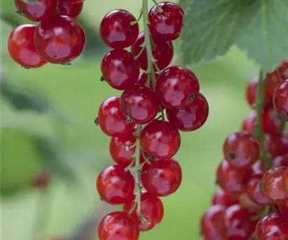 Ribes rubrum 'Rosetta'