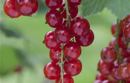 Ribes rubrum 'Rosetta'