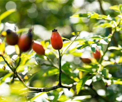 Rosa canina  Rosa canina