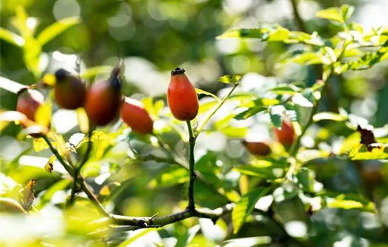 Rosa canina  Rosa canina