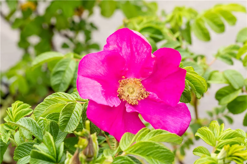 Rosa rugosa 'Rubra'