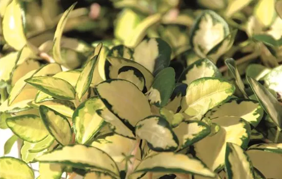 Vinca minor 'Illumination' 