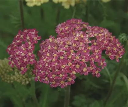 Achillea millefolium 'Desert Eve Deep Rose' 