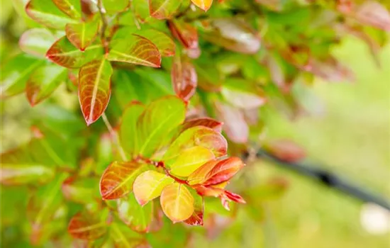 Lagerstroemia indica 'Petite Red' 