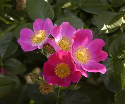 Rosa carolina  Rosa carolina