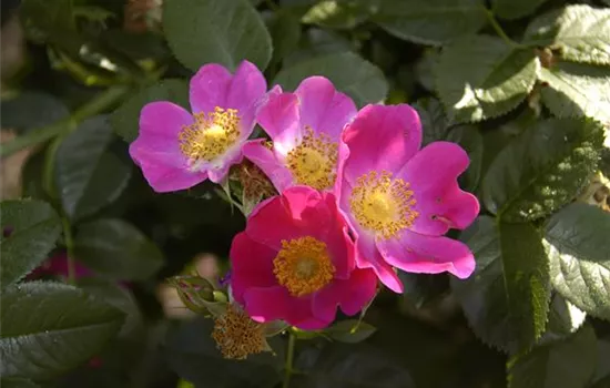 Rosa carolina  Rosa carolina