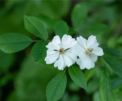 Rosa multiflora  Rosa multiflora