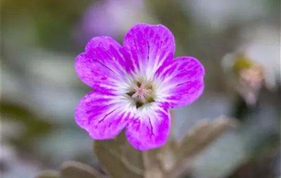 Geranium 'Orkney Cherry' 