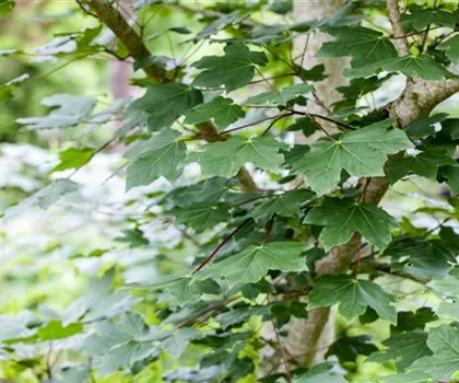 Acer cappadocicum  Acer cappadocicum