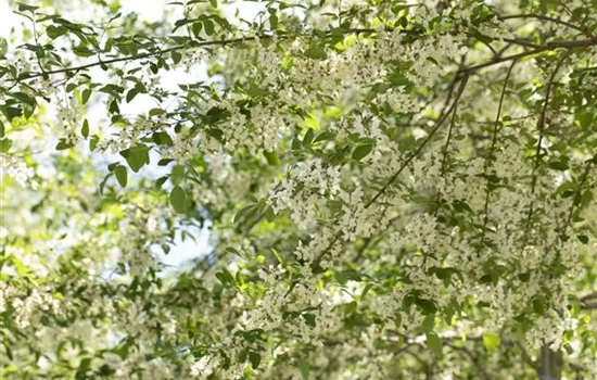 Robinia pseudoacacia 'Unifolia' Robinia pseudoacacia 'Unifolia'