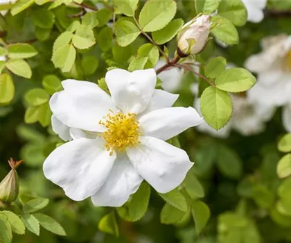 Rosa pimpinellifolia  Rosa pimpinellifolia