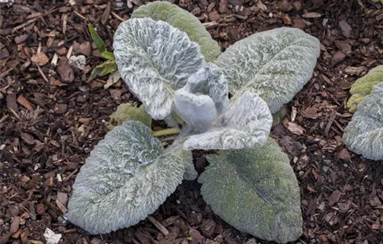 Salvia argentea 'Artemis' 