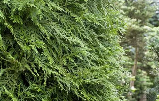 Thujopsis dolabrata 