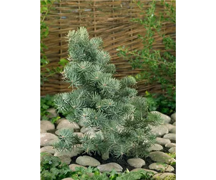 Abies concolor 'Compacta'  Abies concolor 'Compacta'