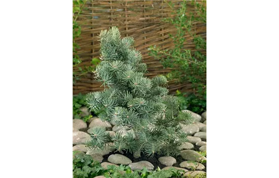 Abies concolor 'Compacta'  Abies concolor 'Compacta'