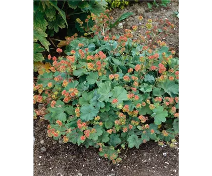 Alchemilla erythropoda 'Alma'  Alchemilla erythropoda 'Alma'