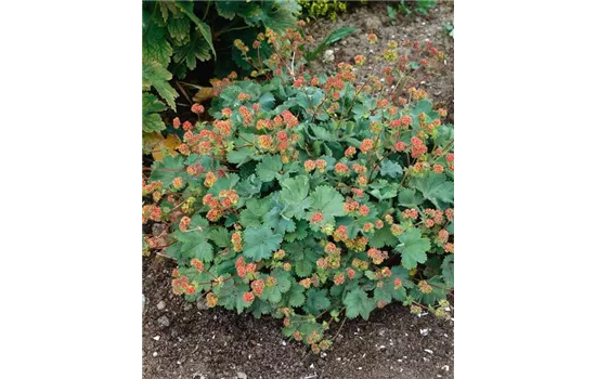 Alchemilla erythropoda 'Alma'  Alchemilla erythropoda 'Alma'