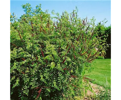 Amorpha canescens  Amorpha canescens