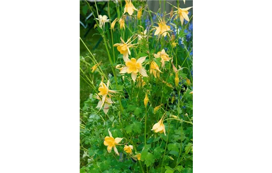 Aquilegia chrysantha 'Yellow Queen' 