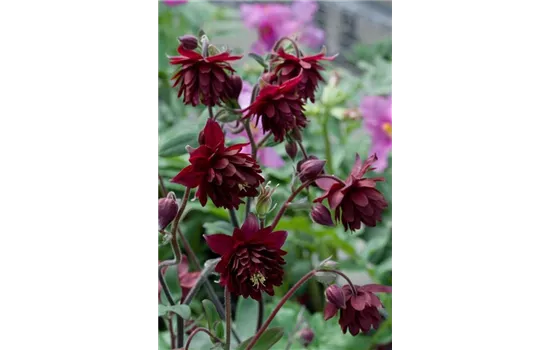 Aquilegia vulgaris 'Plena Ruby Port'  Aquilegia vulgaris 'Plena Ruby Port'