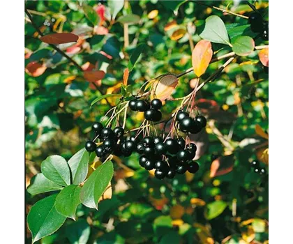 Aronia melanocarpa 'Autumn Magic'  Aronia melanocarpa 'Autumn Magic'
