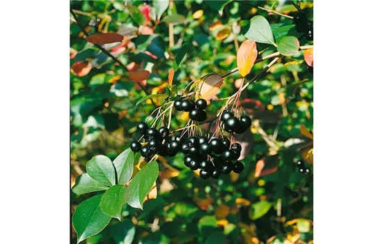 Aronia melanocarpa 'Autumn Magic'  Aronia melanocarpa 'Autumn Magic'
