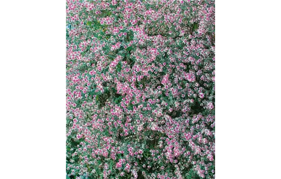 Aster lateriflorus var. horizontalis 'Lady in Black' 
