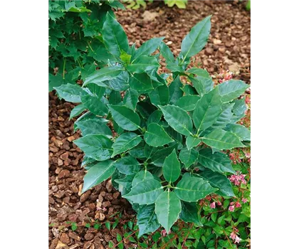 Aucuba japonica 'Rozannie'  Aucuba japonica 'Rozannie'