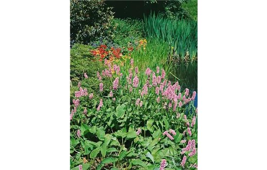 Bistorta amplexicaulis 'Rosea' 