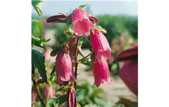 Campanula punctata 'Rubra'  Campanula punctata 'Rubra'