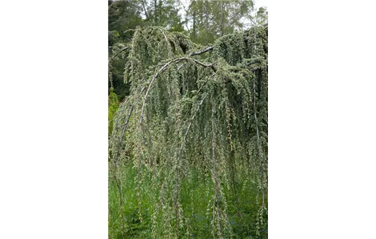 Cedrus libani 'Glauca Pendula'  Cedrus libani 'Glauca Pendula'