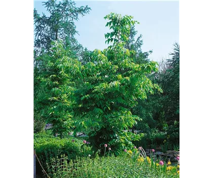 Celtis occidentalis  Celtis occidentalis