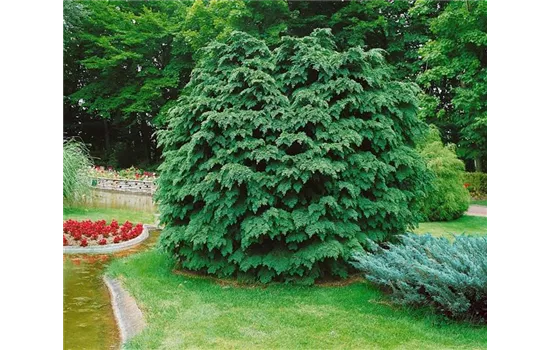 Chamaecyparis lawsoniana 'Nidiformis'  Chamaecyparis lawsoniana 'Nidiformis'