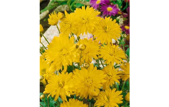 Chrysanthemum x hortorum 'Citronella' 