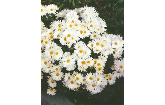 Chrysanthemum x hortorum 'Poesie' 