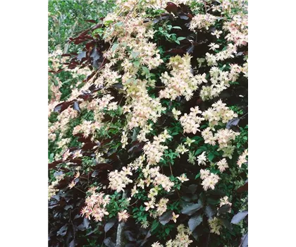 Clematis montana 'Marjorie'  Clematis montana 'Marjorie'