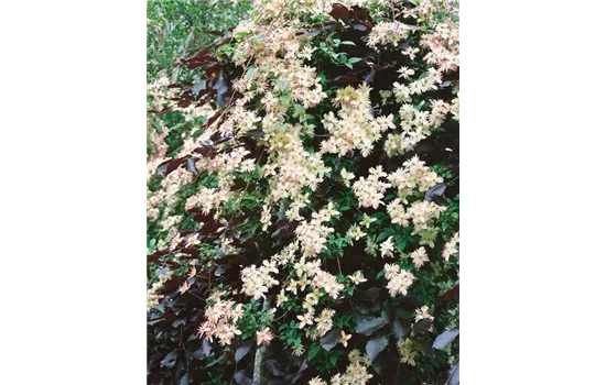 Clematis montana 'Marjorie'  Clematis montana 'Marjorie'