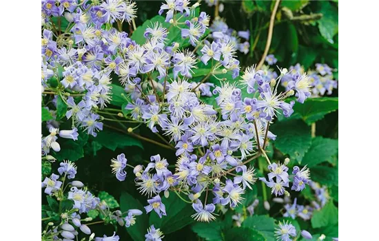 Clematis x jouiniana 'Mrs. Robert Brydon' 