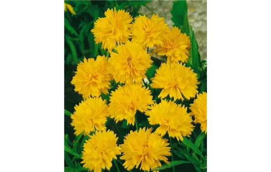 Coreopsis grandiflora 'Presto'  Coreopsis grandiflora 'Presto'