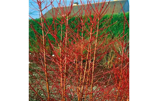 Cornus sanguinea 'Anny's Winter Orange'  Cornus sanguinea 'Anny's Winter Orange'
