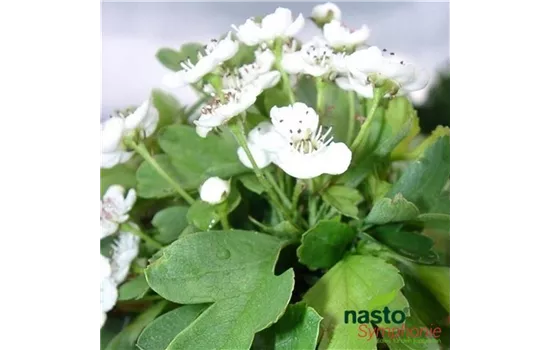 Crataegus monogyna 'Compacta' Crataegus monogyna 'Compacta'