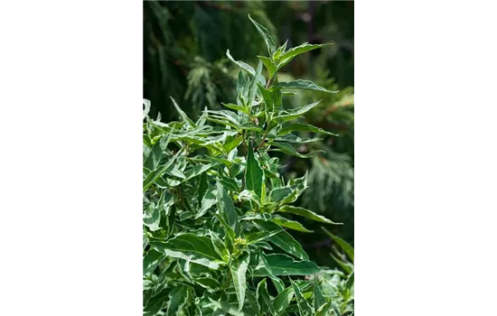 Diervilla sessiliflora 'Butterfly'