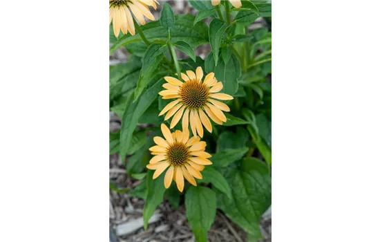 Echinacea purpurea 'Harvest Moon' 