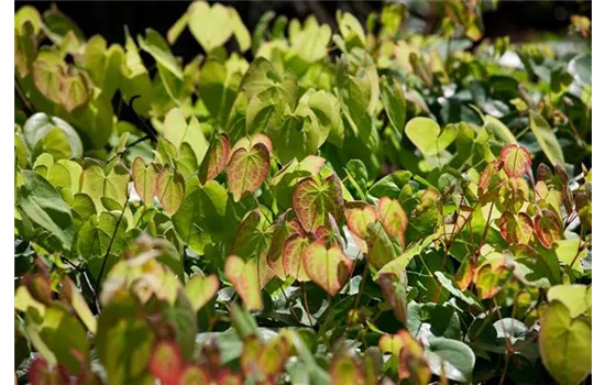 Epimedium x cultorum 'Amber Queen' 