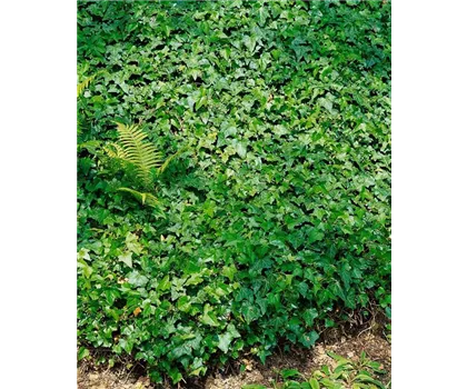 Hedera helix 'Green Wonder'  Hedera helix 'Green Wonder'